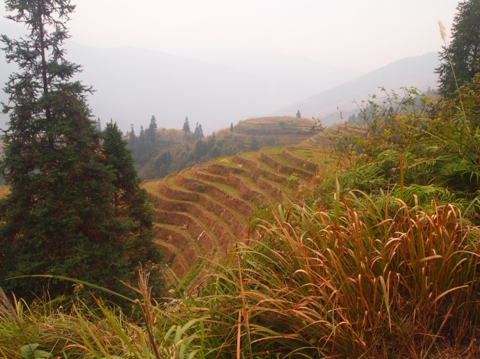 ornamental grasses and rice terraces