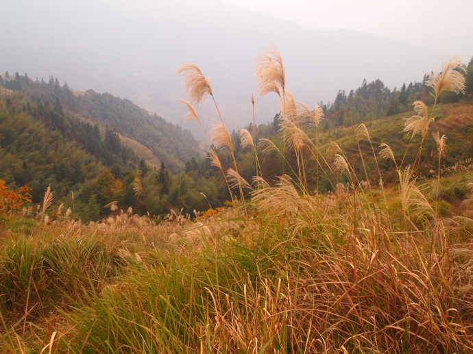 ornamental grass frame of the mountains