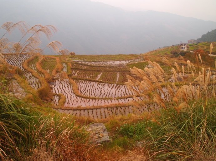 terraces in Longji