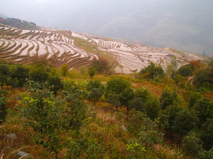 the Longji Rice Terraces