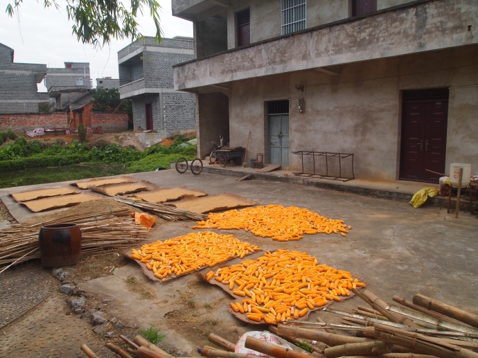 drying vegetables and grains