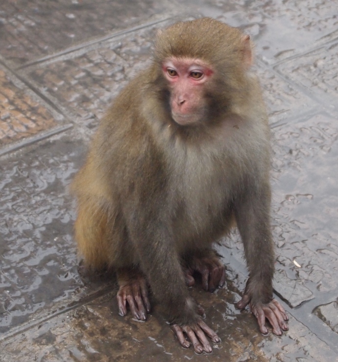 one of the many monkeys in Zhangjiajie 