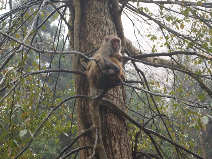 monkeys at Zhangjiajie