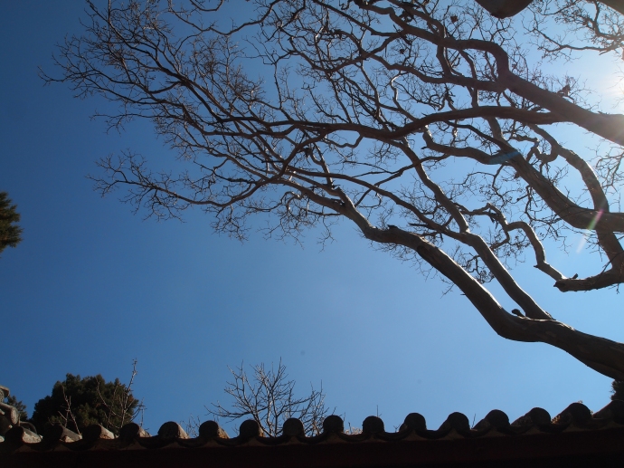 Trees and blue sky over Haiyun Temple