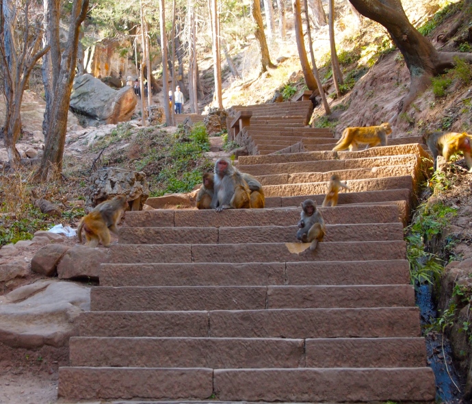 monkeys on the steps to Baoxiang Temple