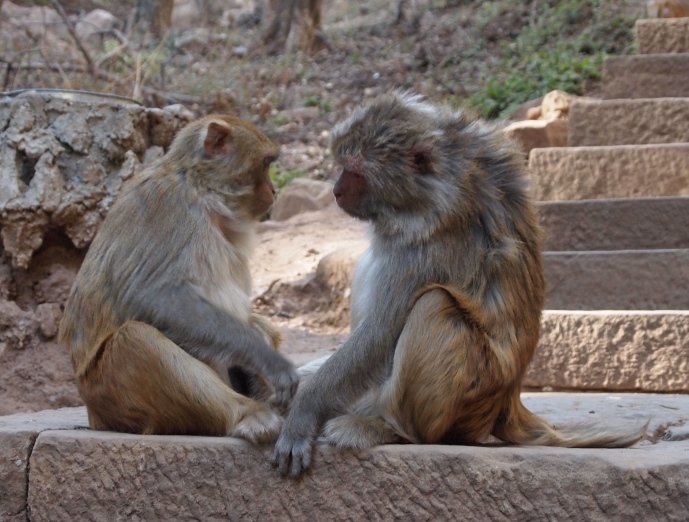 Monkey meeting