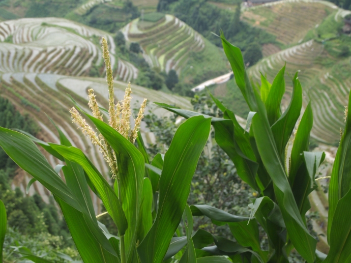 corn and rice terraces